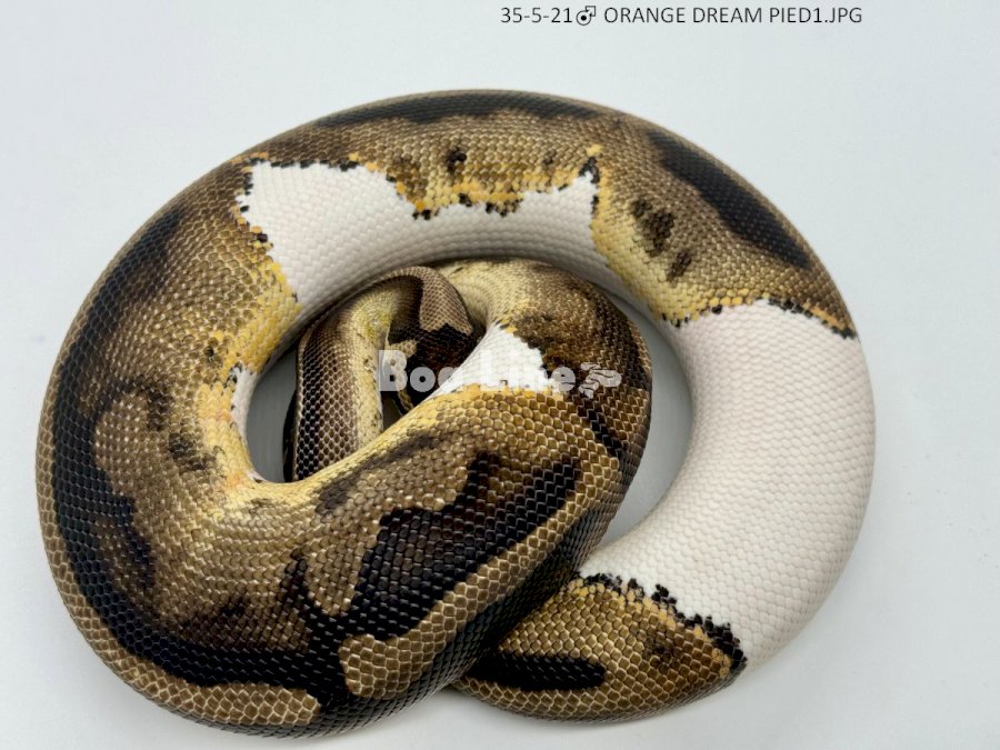 ORANGE DREAM PIED